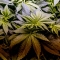‘Newer’ Energy Economy of the Legalized Marijuana Industry